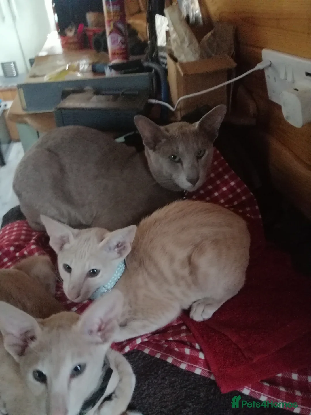 Oriental cats for sale: Beautiful oriental Siamese kitten  - Advert 2