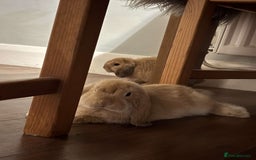 Mini Lop rabbits for sale: 2 beautiful male mini lops with full setup - Image 6