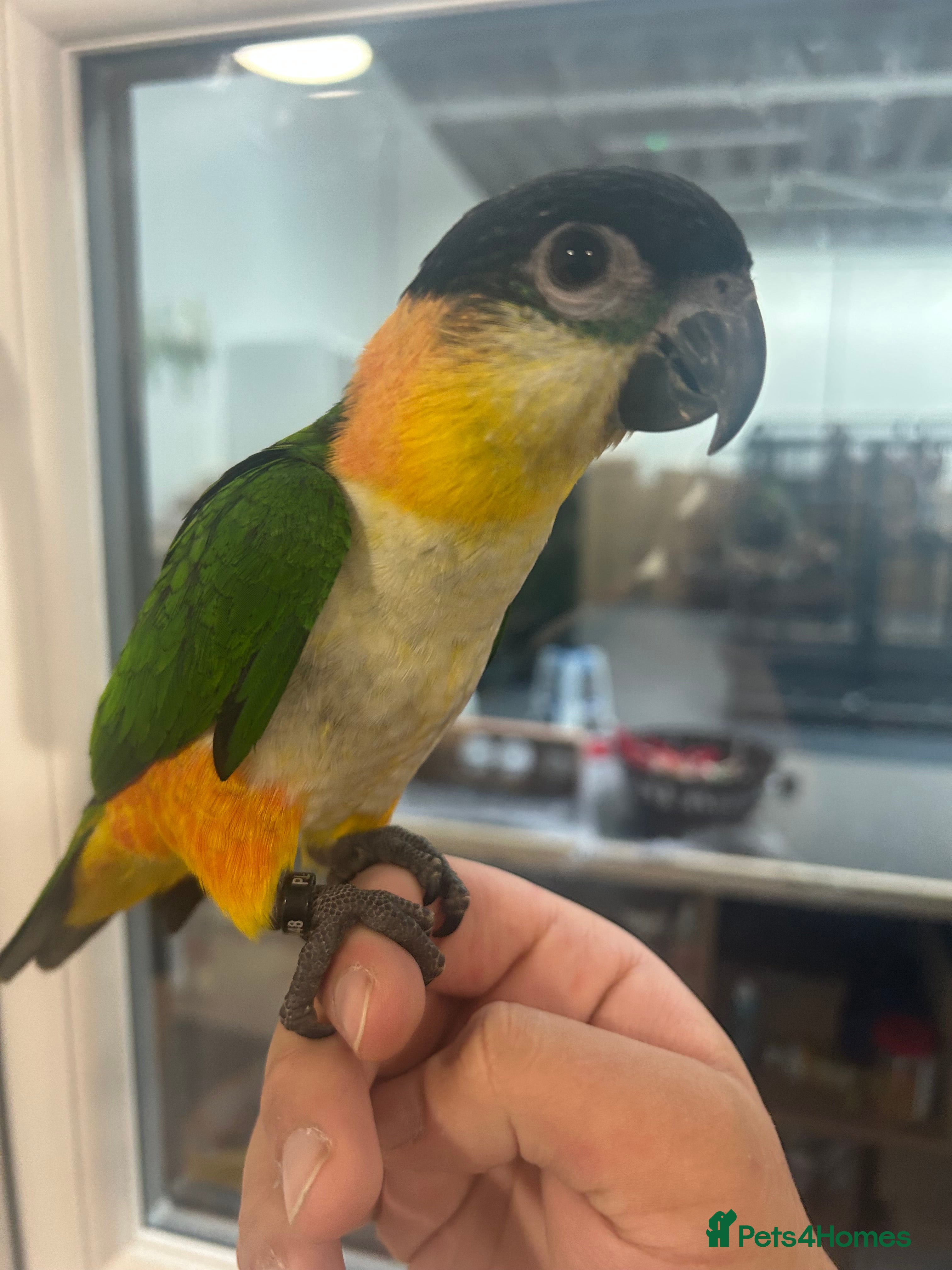 Parrots birds Hand Reared Baby Black Headed Caiques  - Advert 4