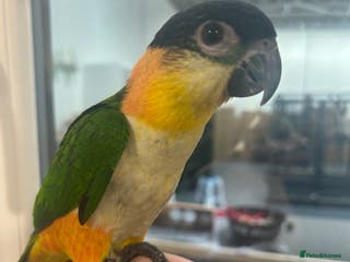 Parrots birds Hand Reared Baby Black Headed Caiques - Advert 1