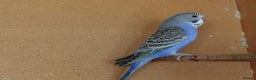 Budgerigars birds for sale: Budgerigars For sale 3 x Violet & 1 x Blue - Advert 7