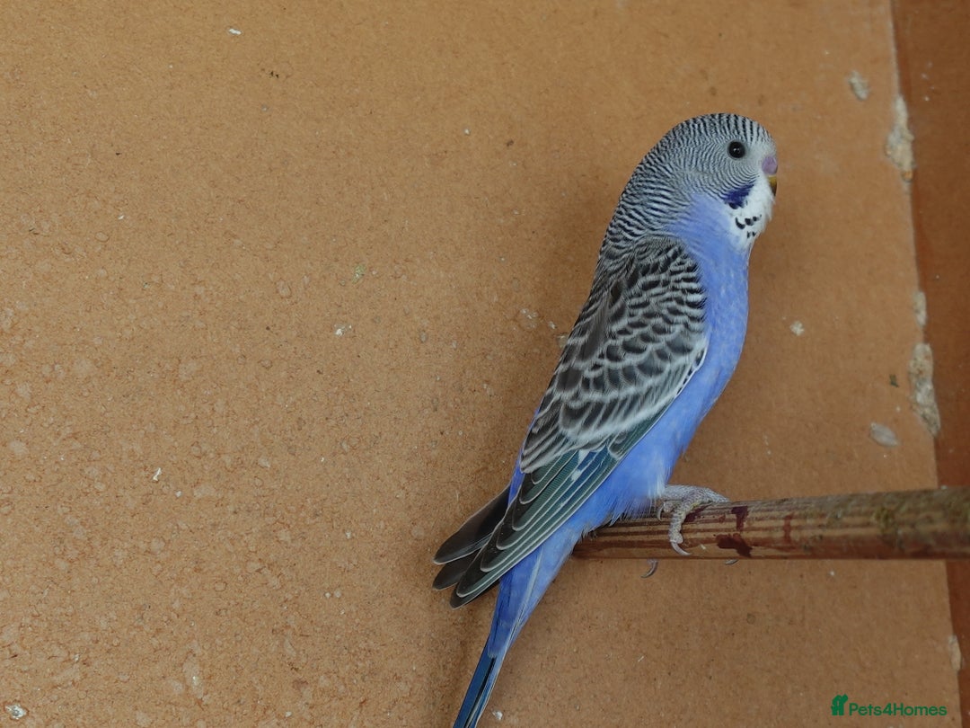 Budgerigars birds for sale: Budgerigars For sale 3 x Violet & 1 x Blue - Advert 7