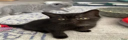 British Shorthair cats for sale: British shorthair blue /Adorable kittens  - Advert 4