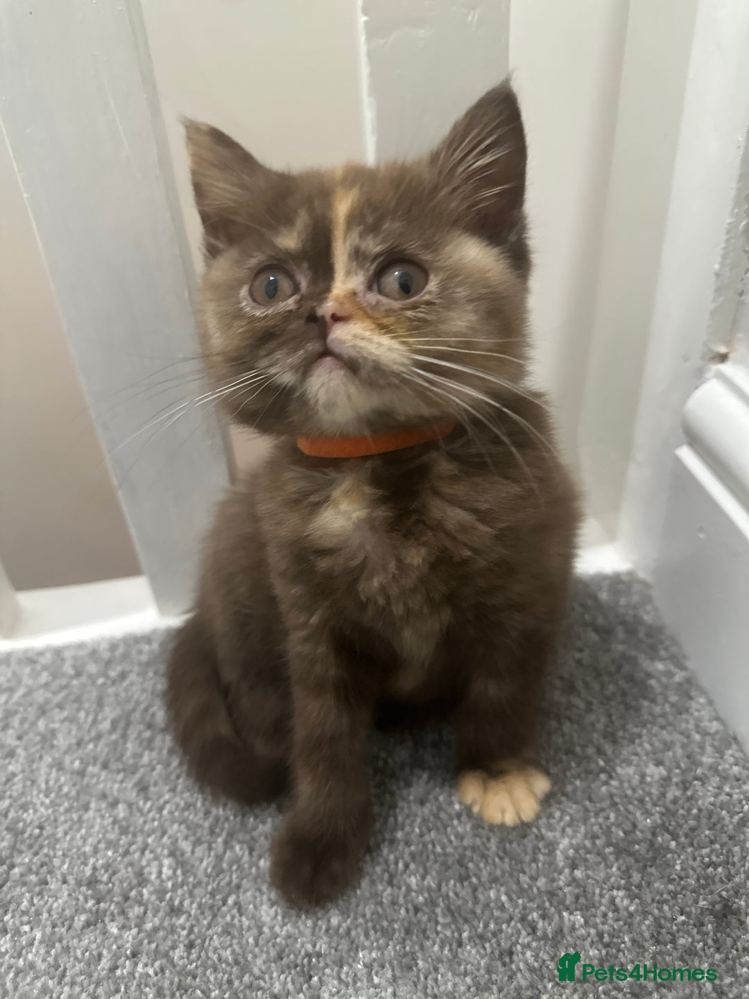 British Shorthair cats for sale: 😻LAST GORGEOUS TORTIE READY FOR NEW HOME😻🎀 - Advert 2