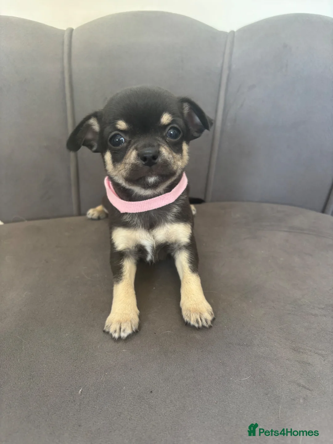 Chihuahua dogs for sale: KC Reg Chihuahua Pups - Advert 33
