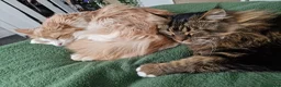 Maine Coon cats for sale: Two male bonded maine coon siblings in Keighley - Advert 6