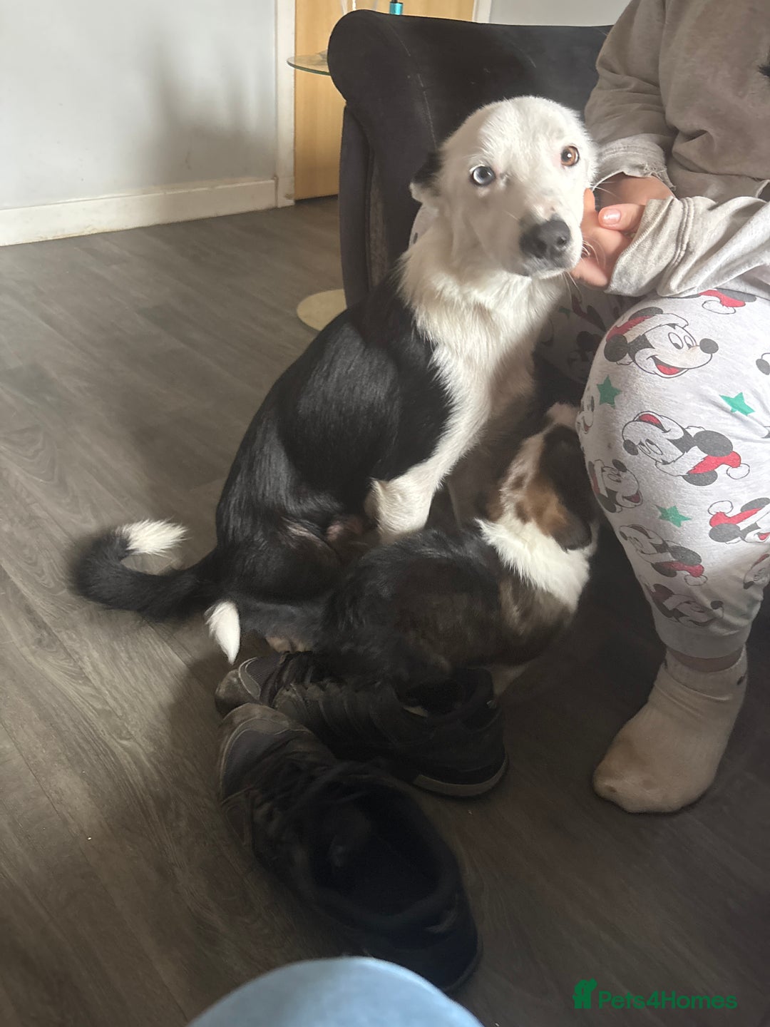 Border Collie dogs for sale: Collie puppies for sale - Image 3