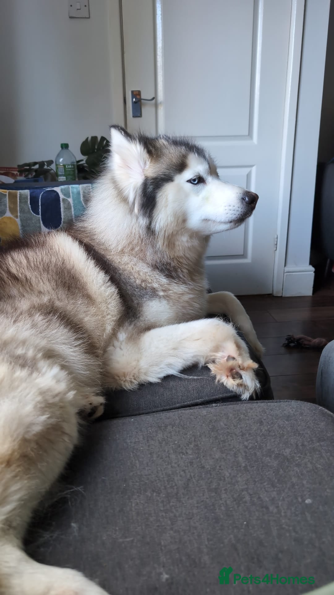 Siberian Husky dogs for sale: 3 year old husky - Advert 5