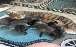 European cats for sale: Kittens for sale - Image 1