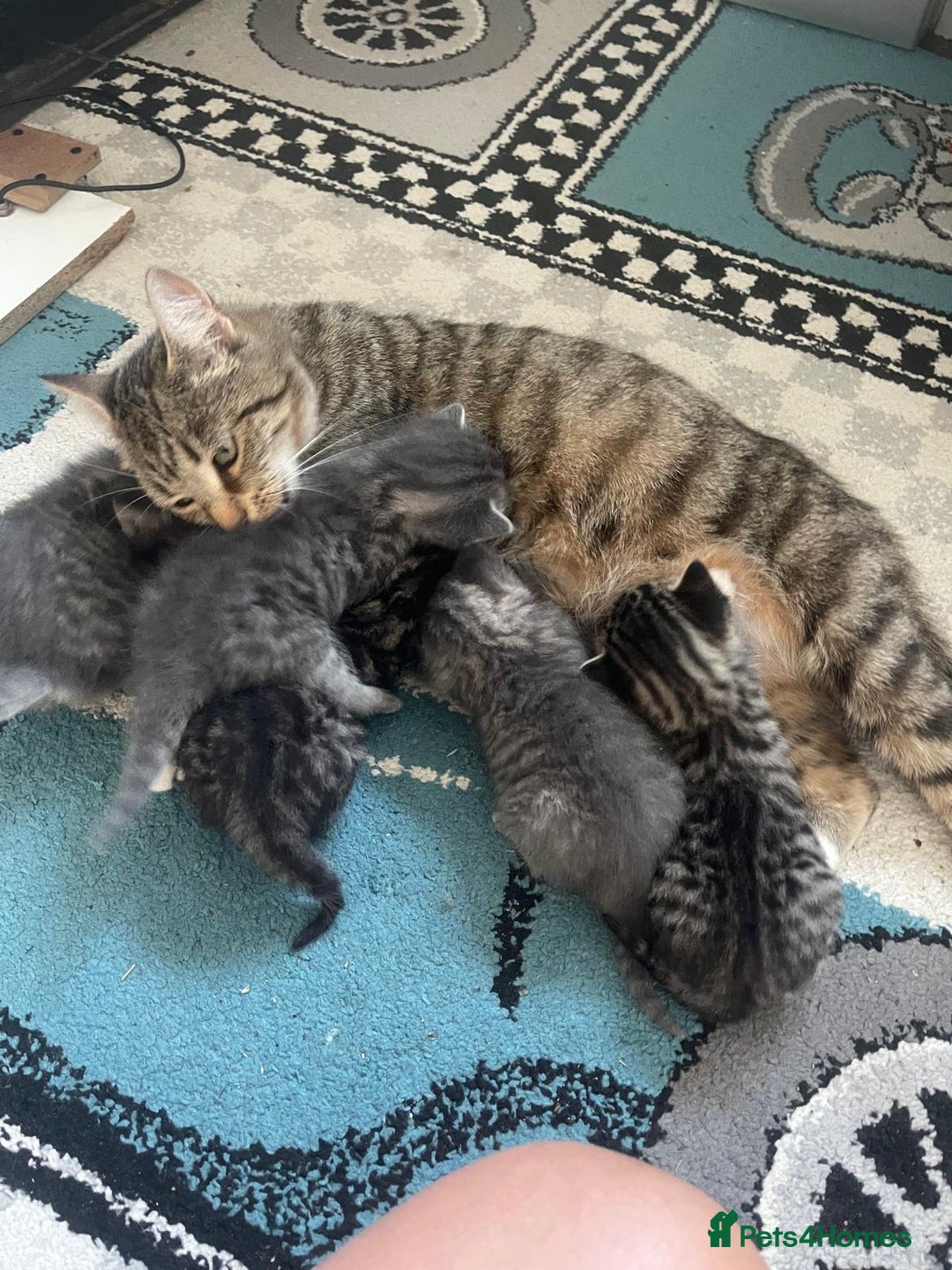 European cats for sale: Kittens for sale - Image 1