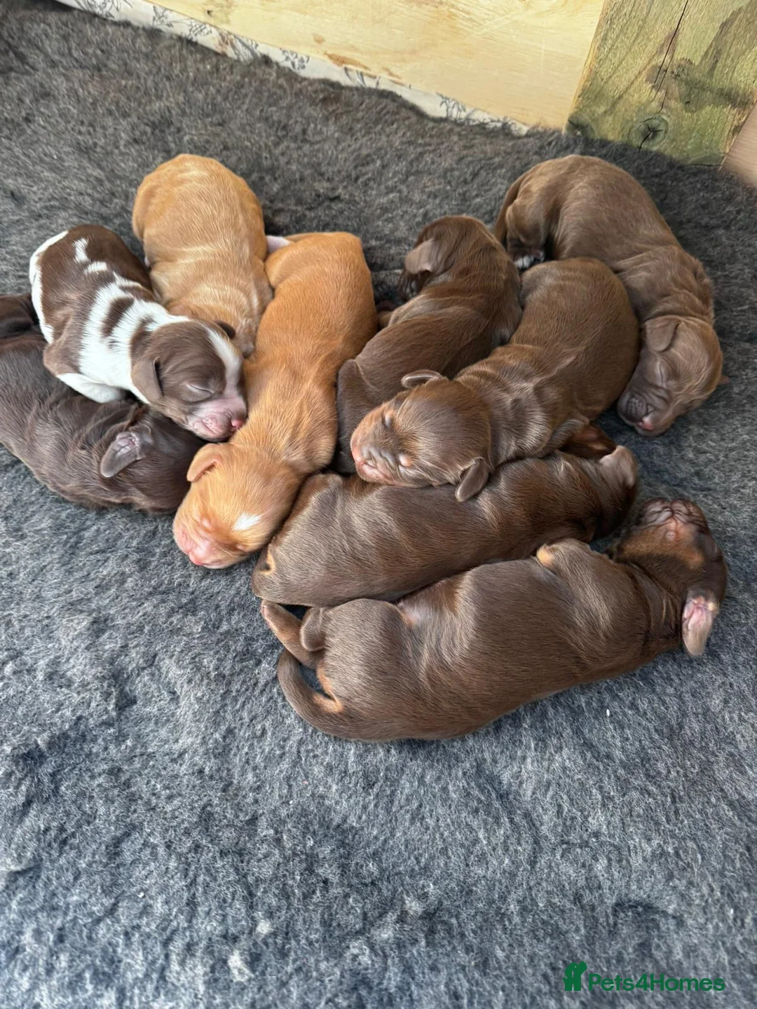 Cocker Spaniel dogs for stud: George - Professional Stud Service  in Eastleigh - Advert 15