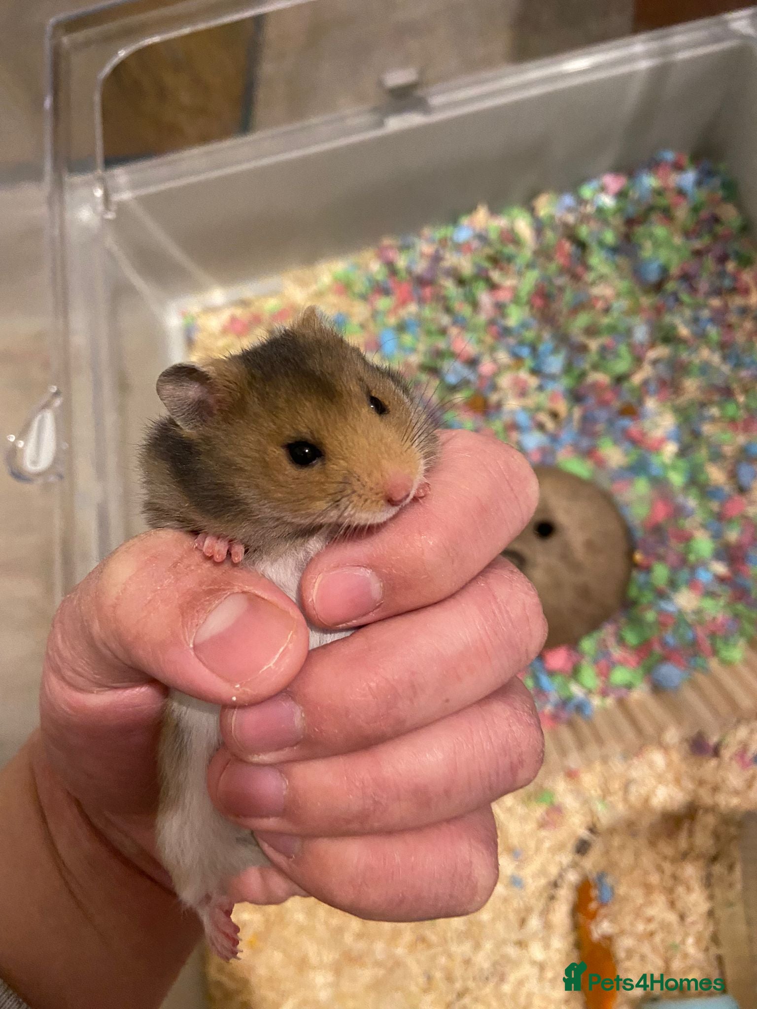 Hamster rodents Baby Syrian hamsters (one left) - Advert 10