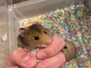 Hamster rodents Baby Syrian hamsters (one left) - Advert 7