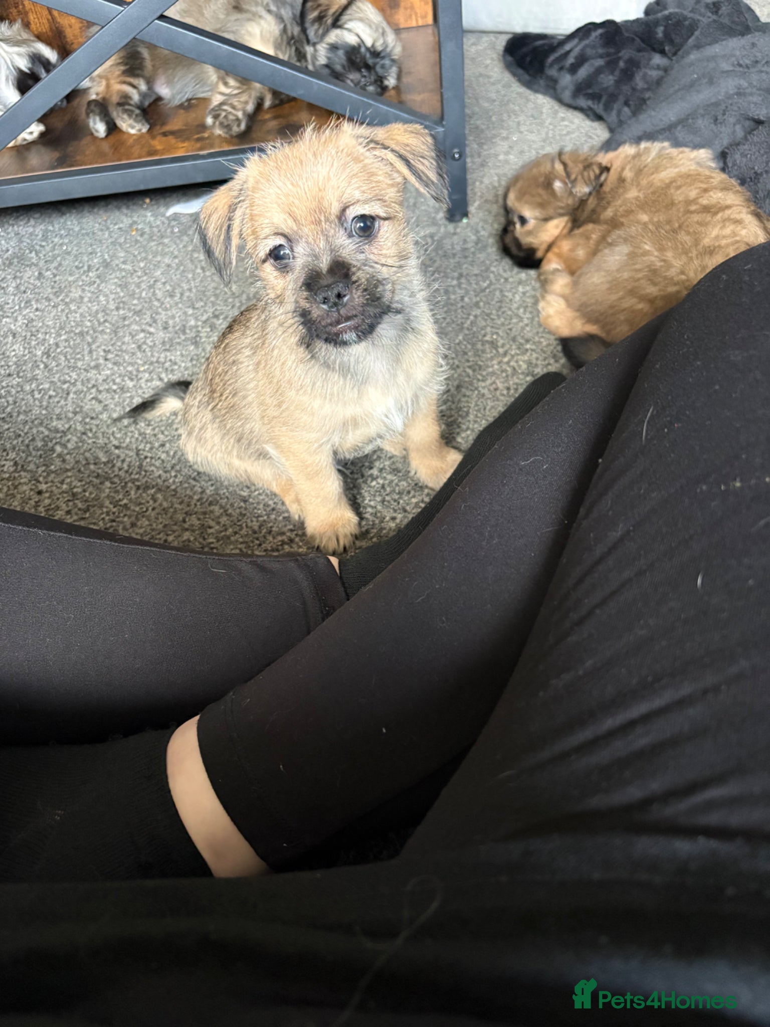 Mixed Breed dogs Lhasa frenchie puppies - 3 males left - Advert 1