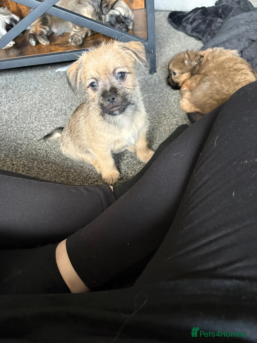 Mixed Breed dogs for sale: All pups now have homes thank you.  - Advert 1