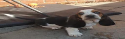Basset Hound dogs for sale: Basset hound pups - Advert 5