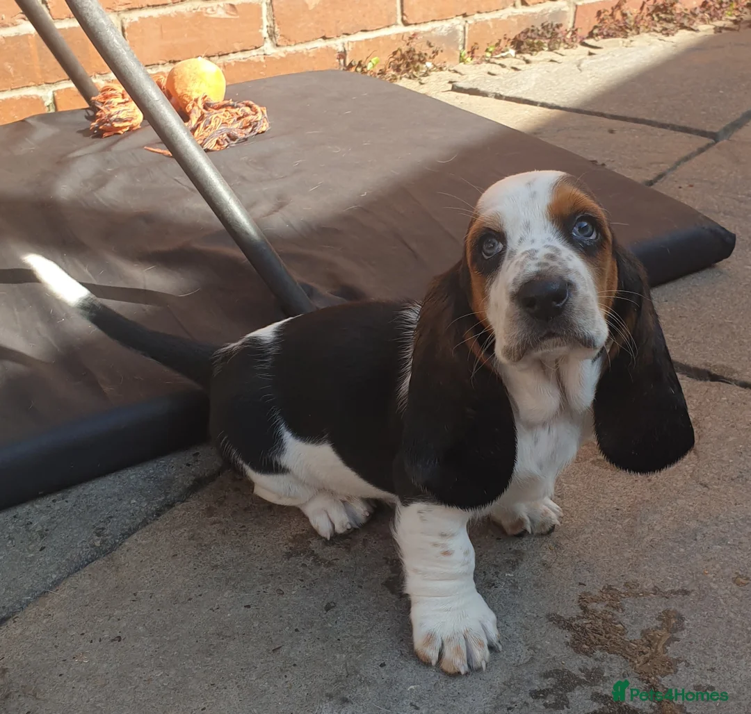 Basset Hound dogs for sale: Basset hound pups - Advert 5