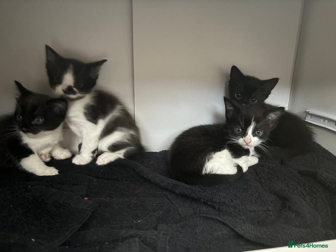 Mixed Breed cats for sale: Kitties for homes - Image 4