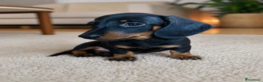Miniature Dachshund 1