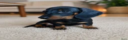 Miniature Dachshund dogs for sale: KC Miniature Dachshunds ready to leave now London - Advert 15