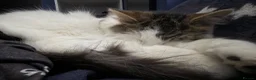 Mixed Breed cats for sale: Cat for sale - Advert 6