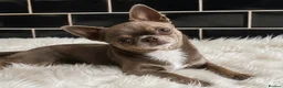 Chihuahua dogs for stud: KC reg-Health tested-PROVEN  - Advert 2