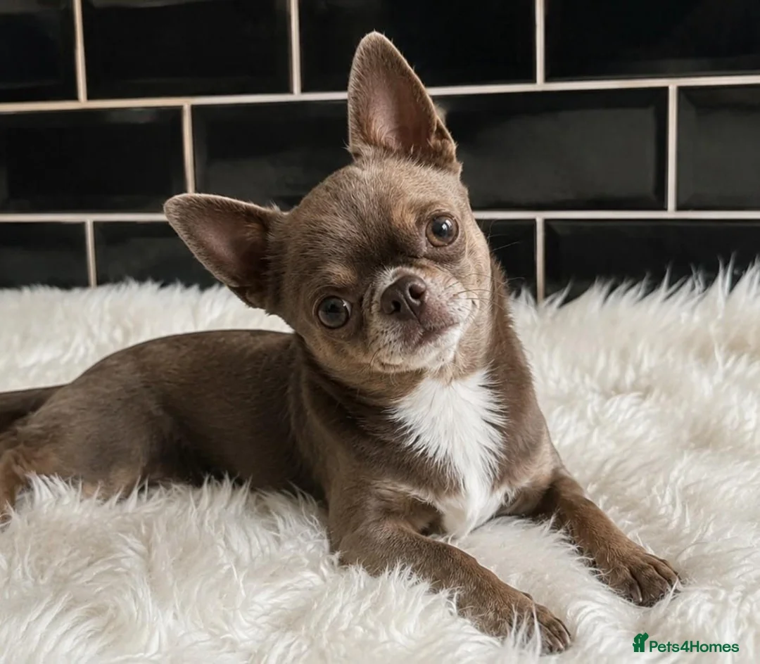 Chihuahua dogs for stud: KC reg-Health tested-PROVEN  - Advert 2