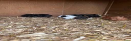 Guinea Pig rodents for sale: Guinea pig for sale  in Erith - Advert 3