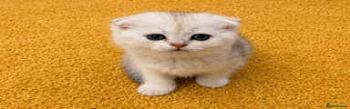 Scottish Fold 2