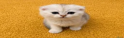 Scottish Fold cats for sale: Adorable Scottish Fold Kittens - Only 2 left - Advert 30