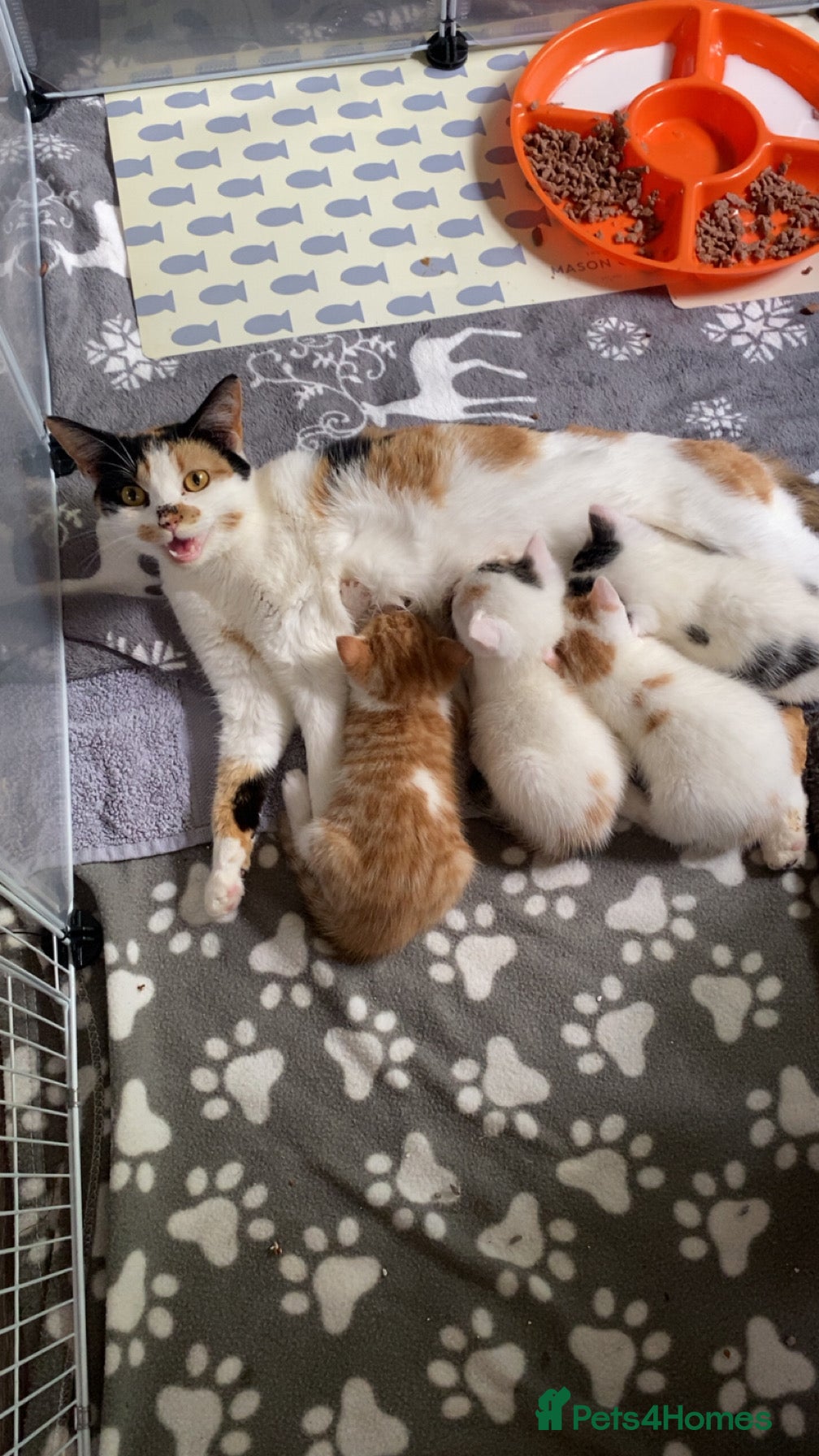 Mixed Breed cats Beautiful kittens - Advert 1
