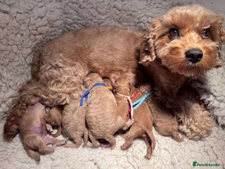 Cavapoo dogs - Advert 2