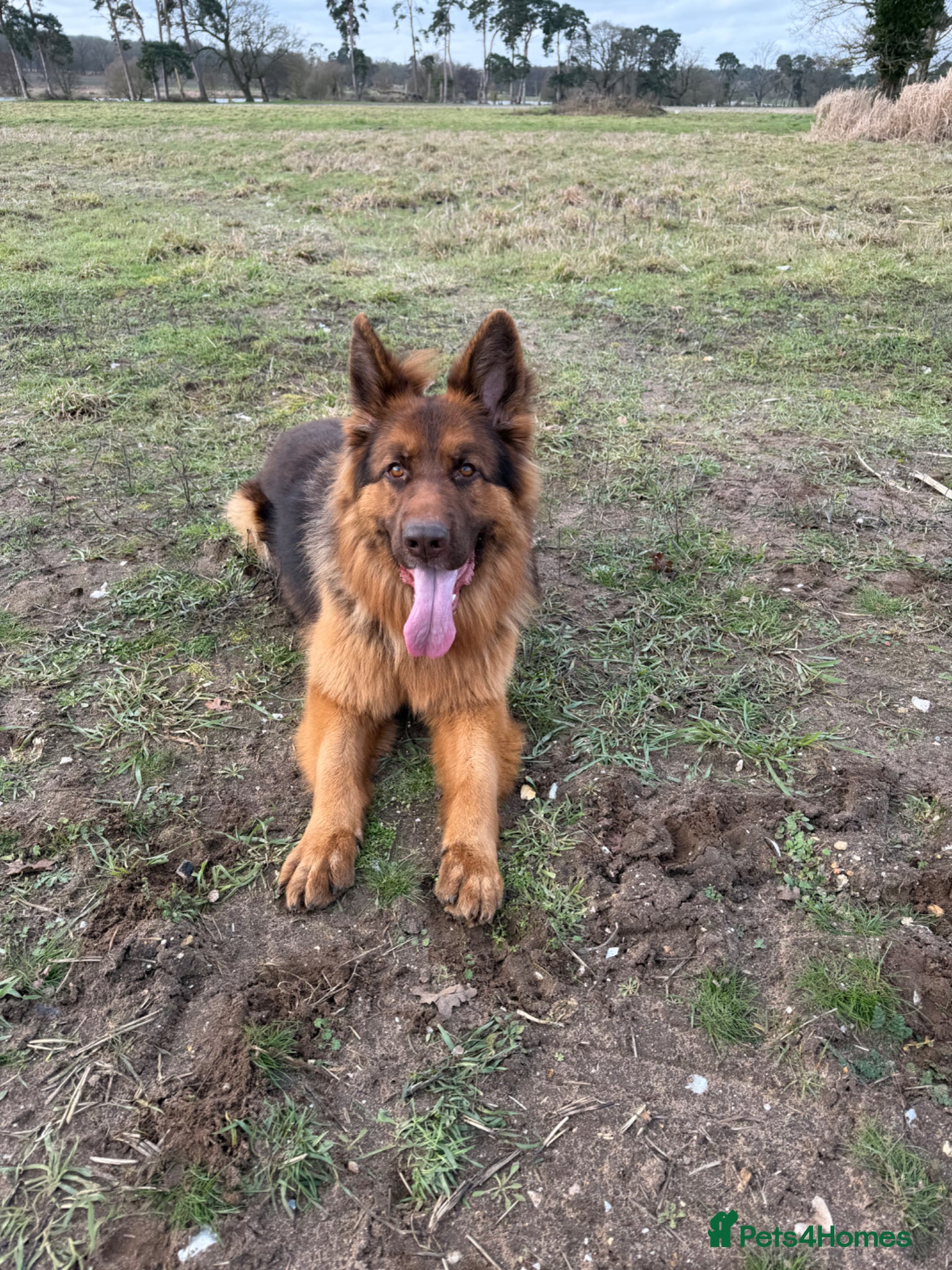 German Shepherd dogs German shepherd  - Advert 3