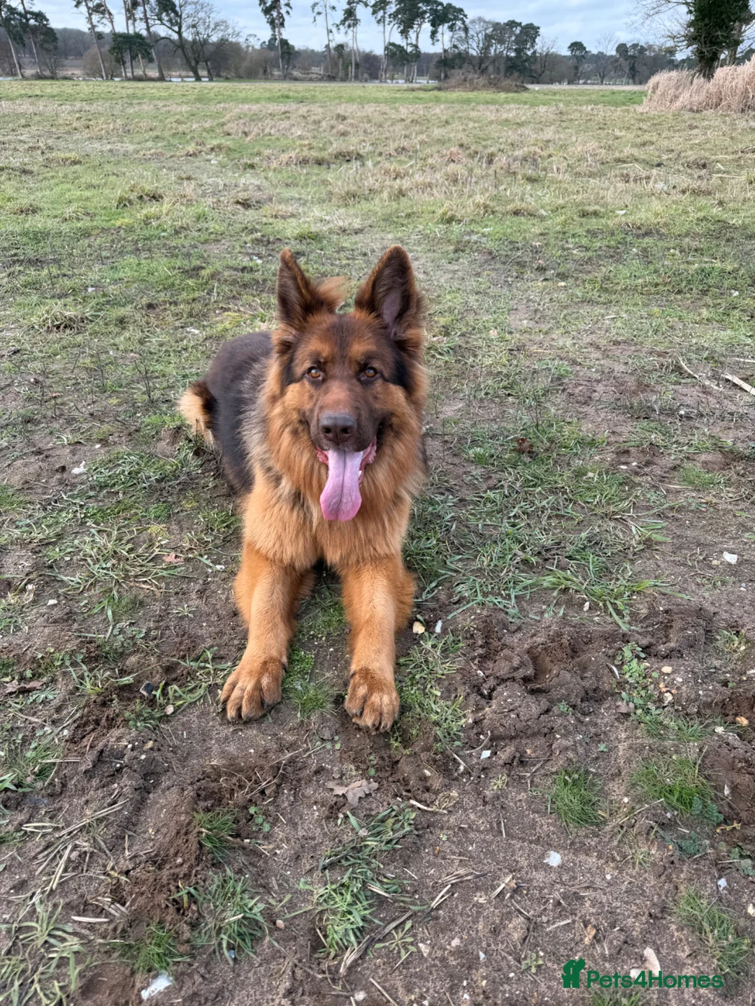 German Shepherd dogs for sale: German shepherd  - Advert 1