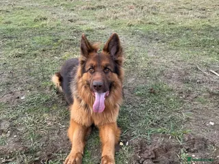 German Shepherd dogs German shepherd - Advert 3