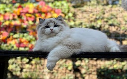 Ragdoll cats for sale: TICA REGISTERED  in Colchester - Image 2