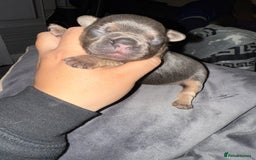 French Bulldog dogs for sale: French bull dog puppies  - Image 3