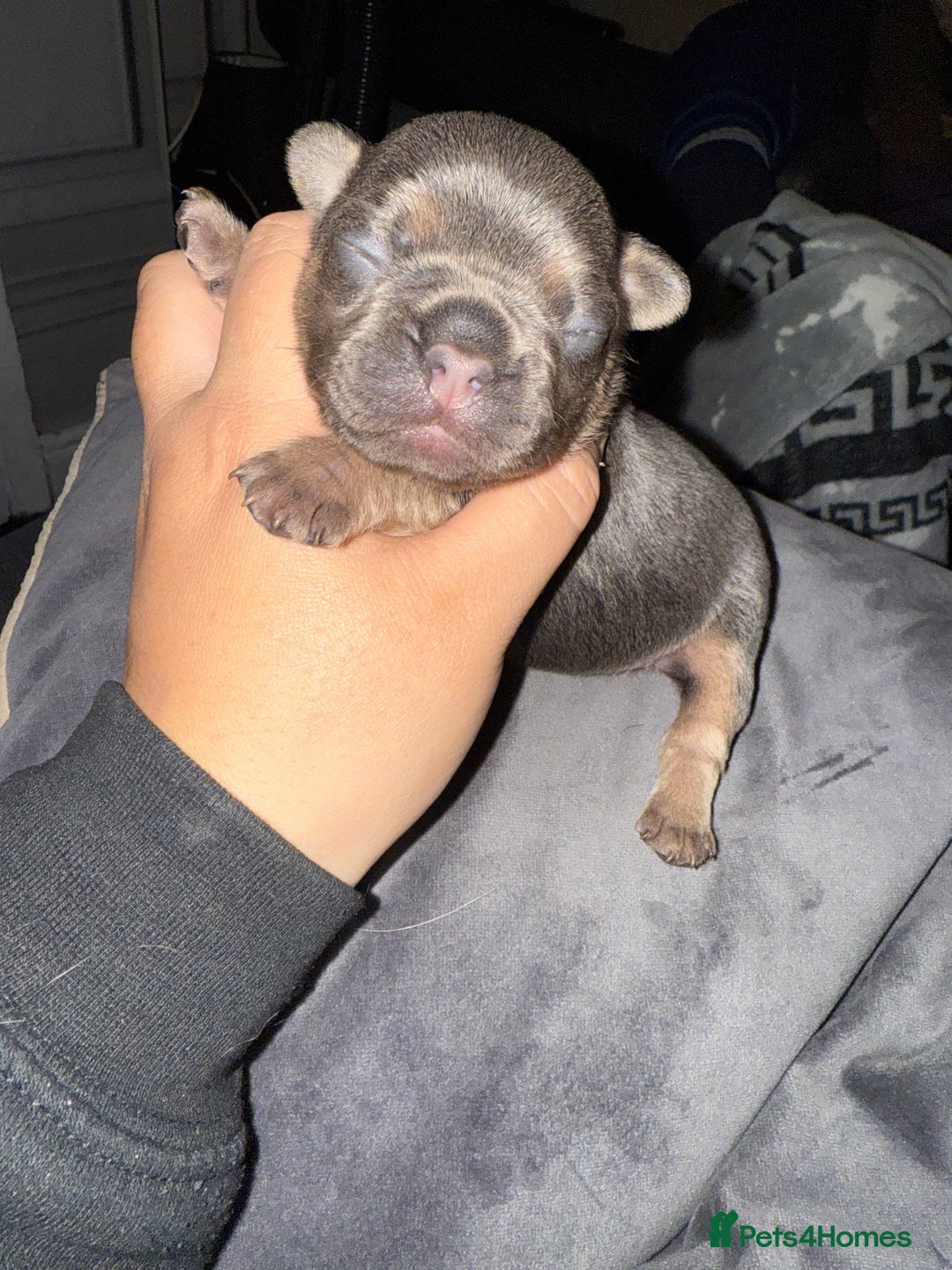 French Bulldog dogs for sale: French bull dog puppies  - Image 3