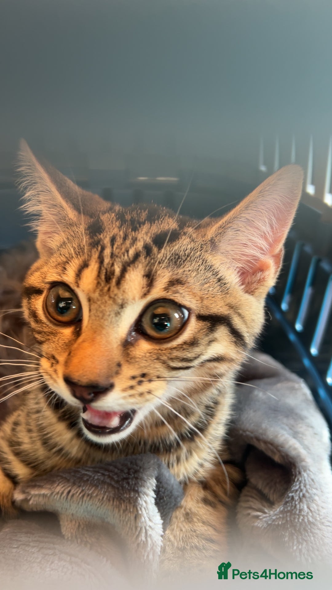 Mixed Breed cats for sale: 6 month old tabby kitten - Advert 7
