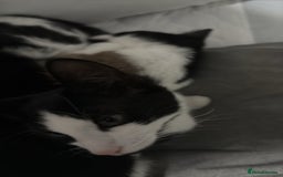 British Longhair cats for sale: 4 beautiful rescue kittens - Image 3