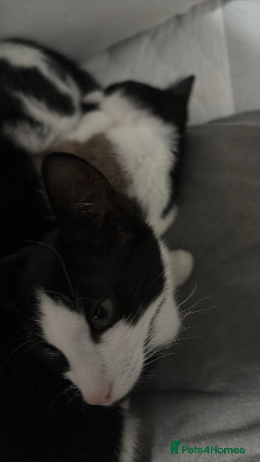 British Longhair cats for sale: 4 beautiful rescue kittens - Image 3