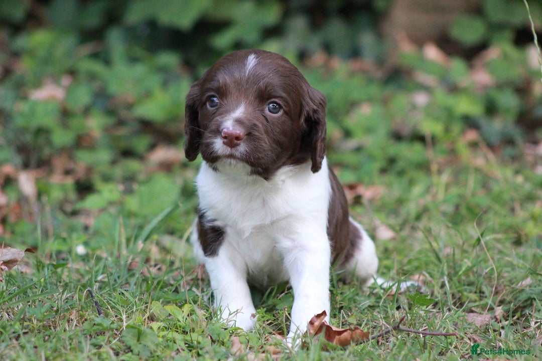 English Springer Spaniel dogs for sale: Springer Spaniel puppies - 2 boys left - Image 11