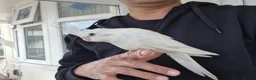 Cockatiels birds for sale: Super hand tamed baby cockatiels  - Advert 2