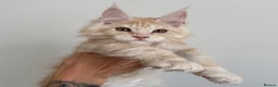 Maine Coon cats for sale: Champion line kittens 🥰 - Advert 4