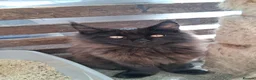 Maine Coon cats for sale: Maine Coons XL - Advert 12