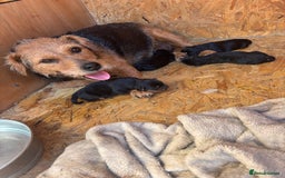 Patterdale Terrier dogs for sale: ❤️❤️Rosie & bobs litter ❤️❤️ - Image 23