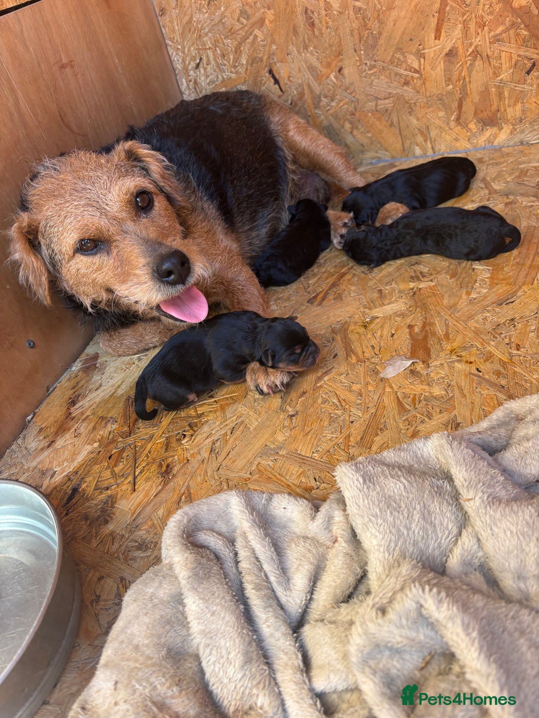 Patterdale Terrier dogs for sale: ❤️❤️Rosie & bobs litter ❤️❤️ - Image 23