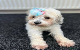 Cavachon dogs for sale:  🐶✨Cavapoochon Puppies ready to reserve 🐶✨ - Image 9