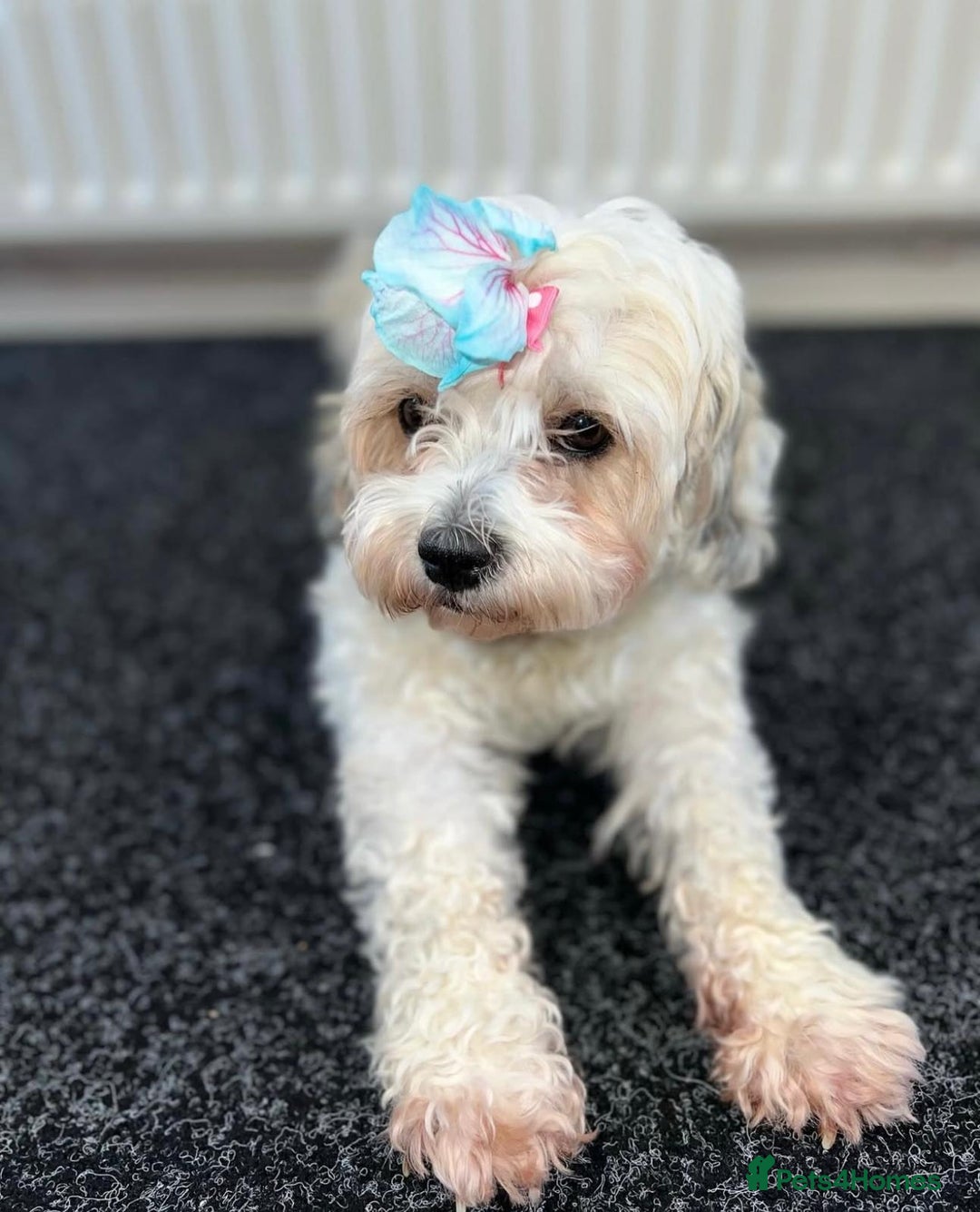 Cavachon dogs for sale:  🐶✨Cavapoochon Puppies ready to reserve 🐶✨ - Image 9