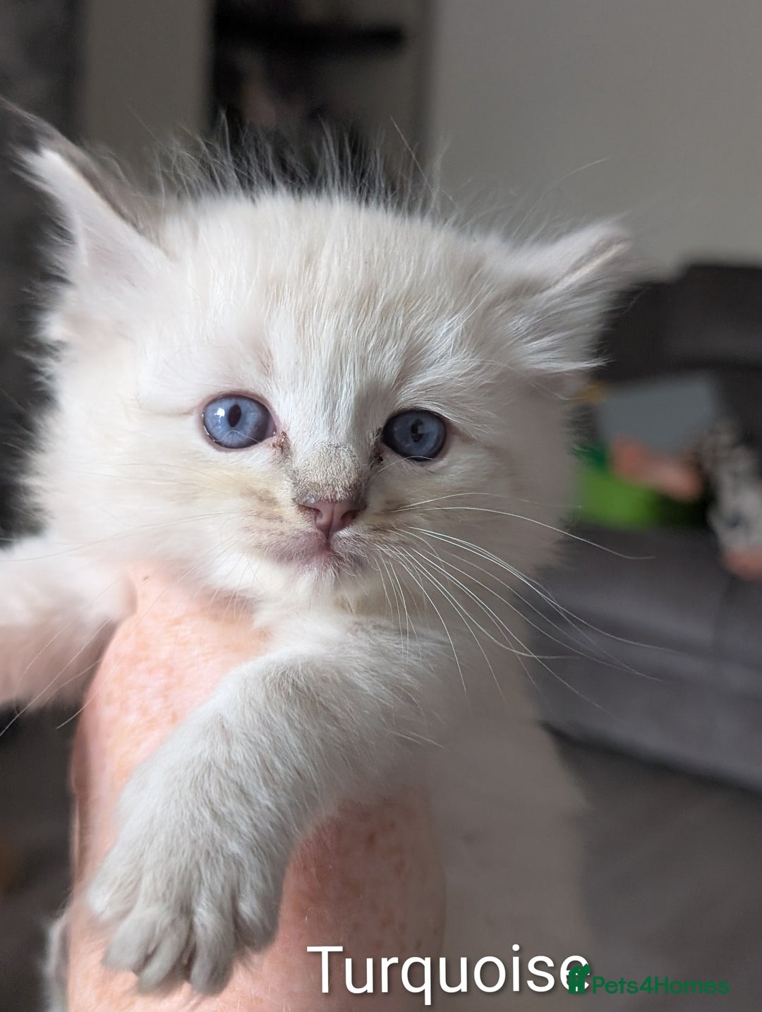 Ragdoll cats for sale: Stunning fluffy show quality ragdolls  - Image 17